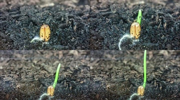 小麦发芽植物生长延时拍摄