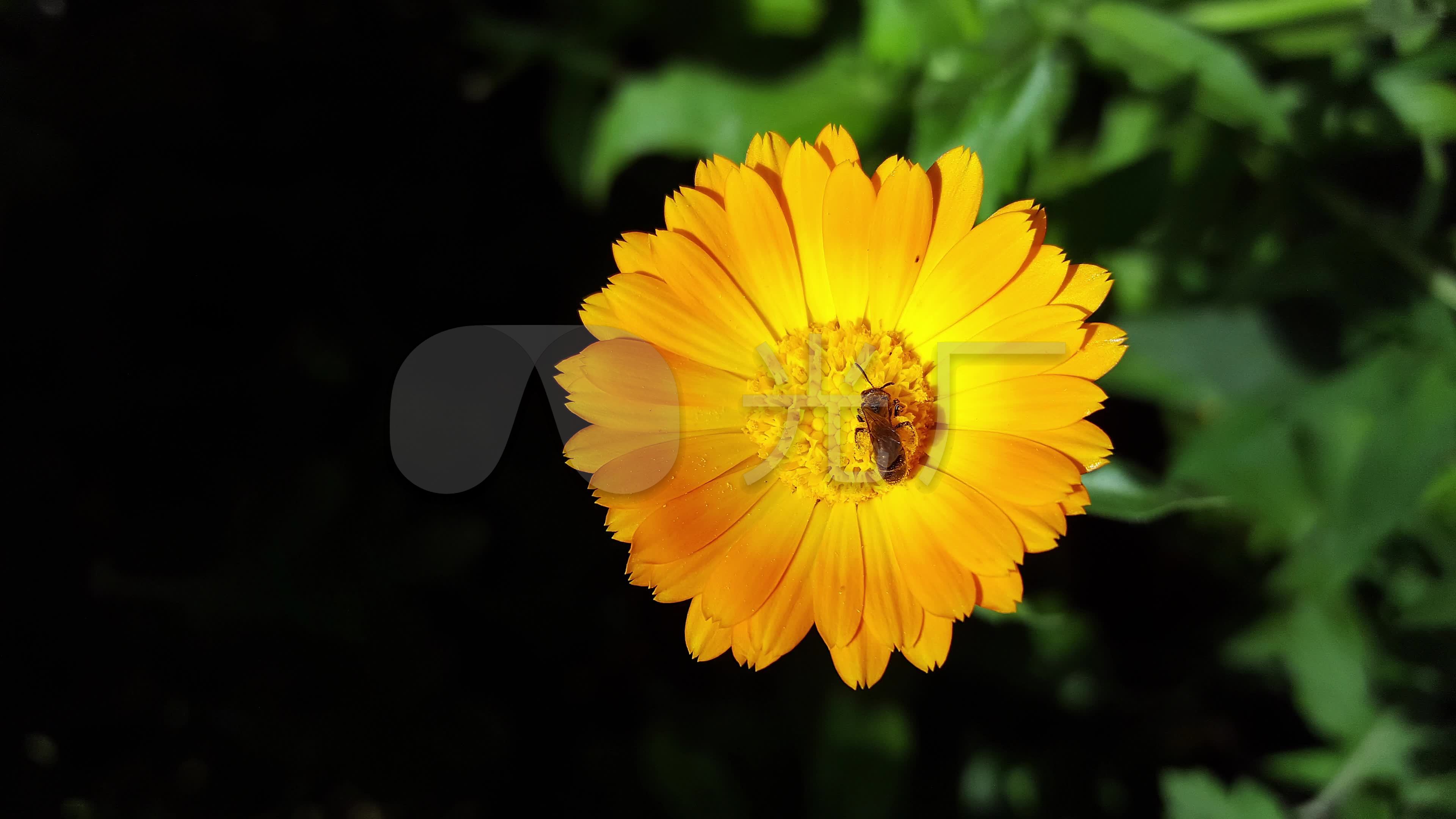 4k万寿菊金盏花写真镜头
