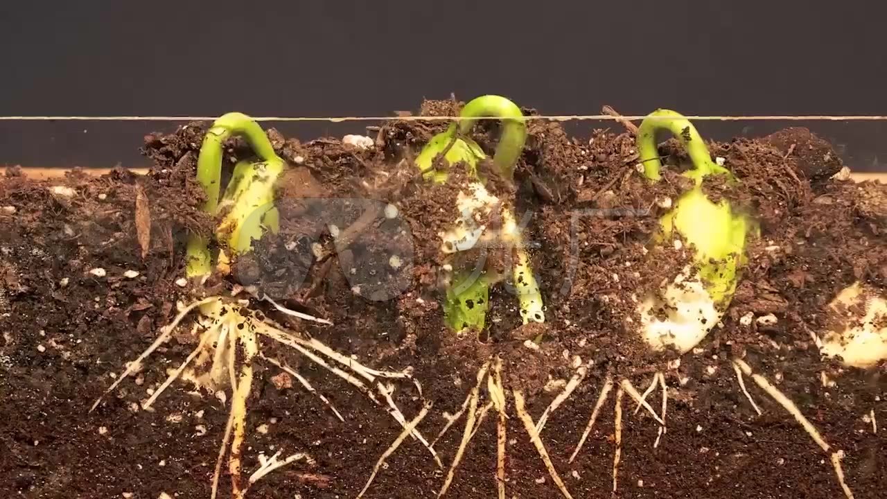 破土而出茁壮成长生命种子发芽植物生长延时