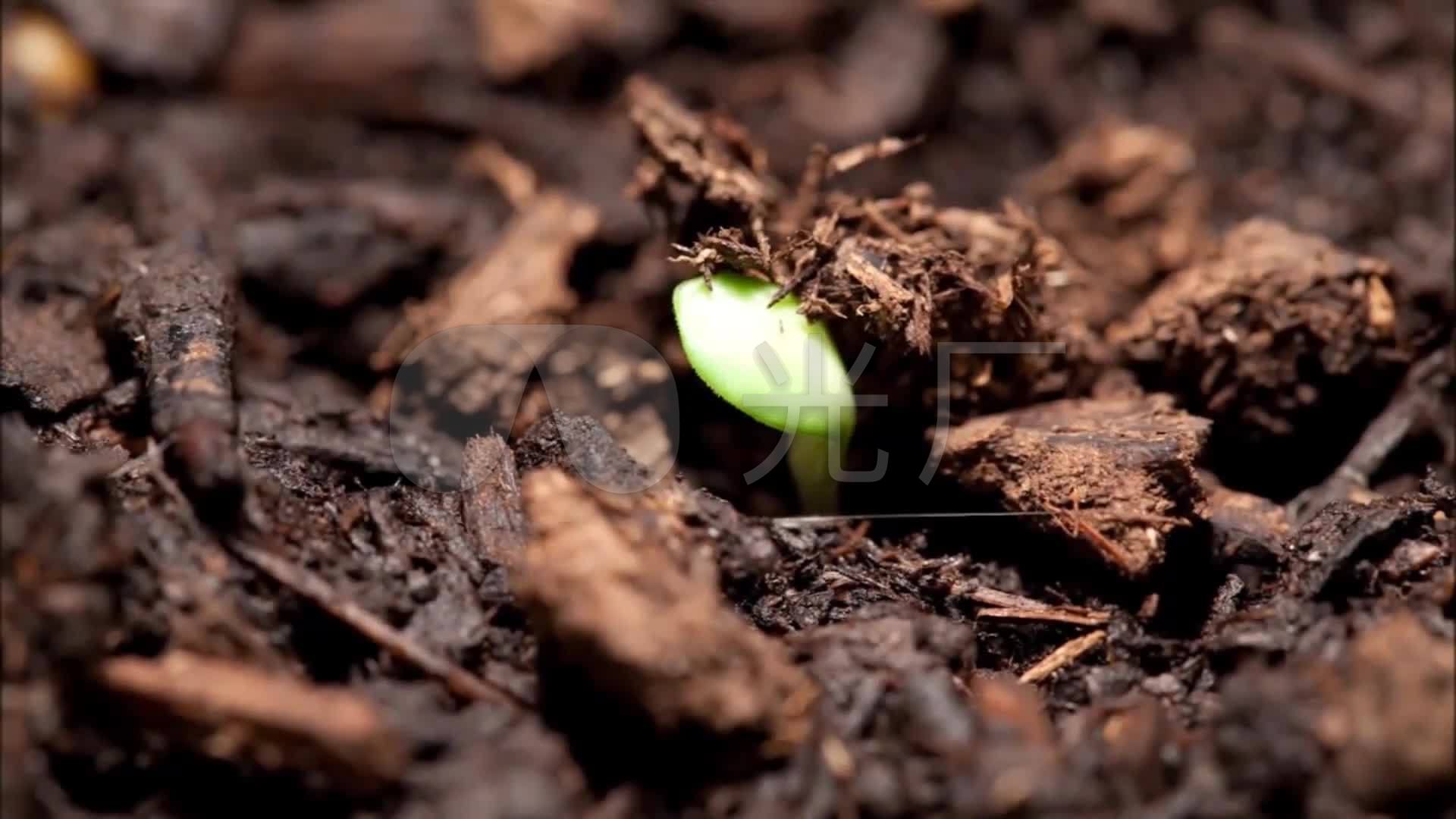 种子发芽植物生长破土而出茁壮成长绿色生命_1920x