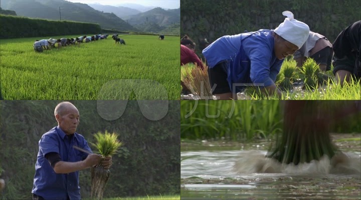 拨秧苗农田劳作农民农业山