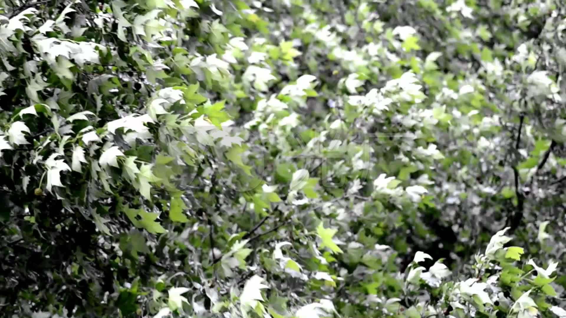 下雨天街道树木刮风高清素材_1920x1080_高清视频素材下载(编号