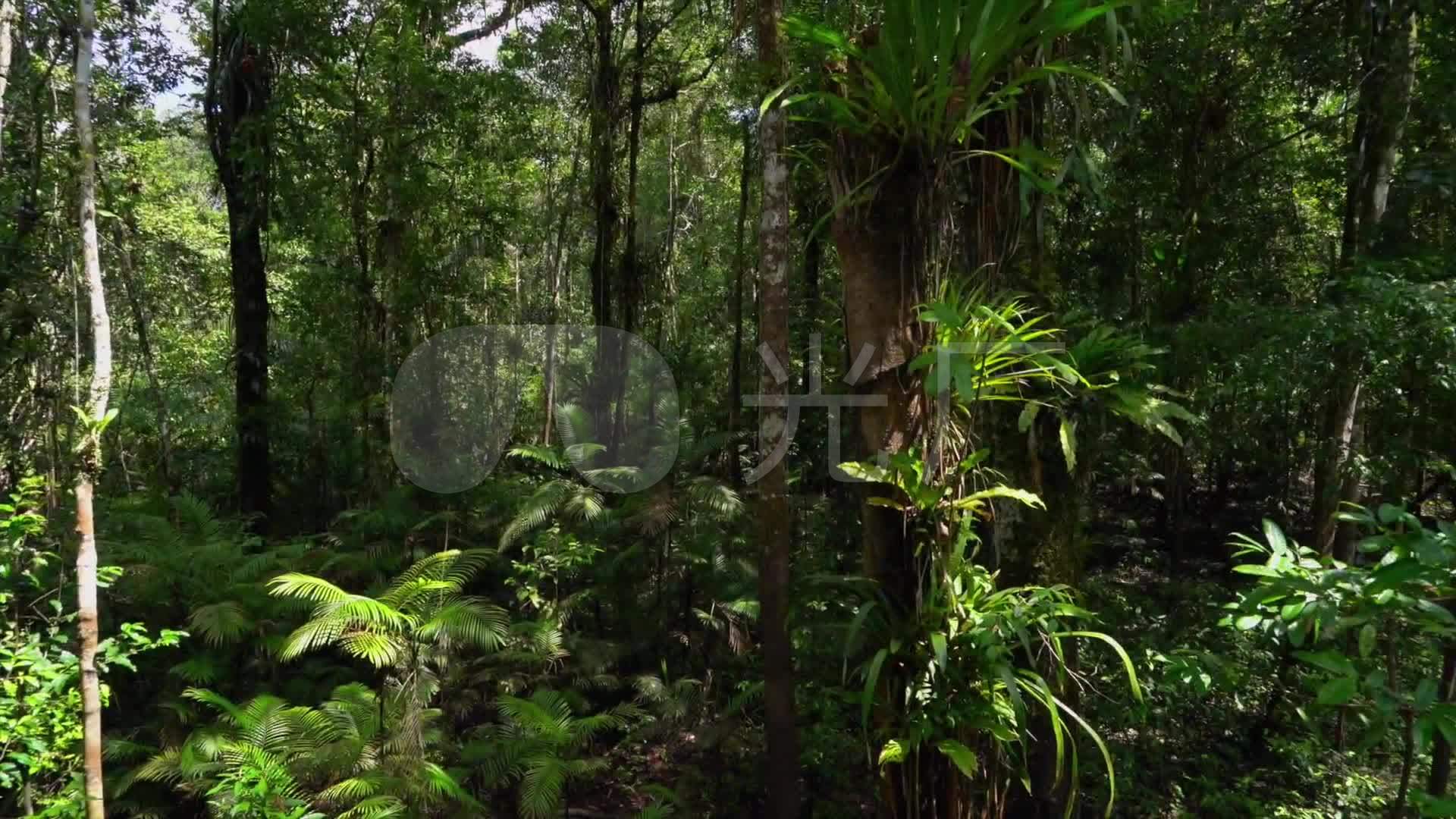 亚马逊热带雨林_1920X1080_高清视频素材下