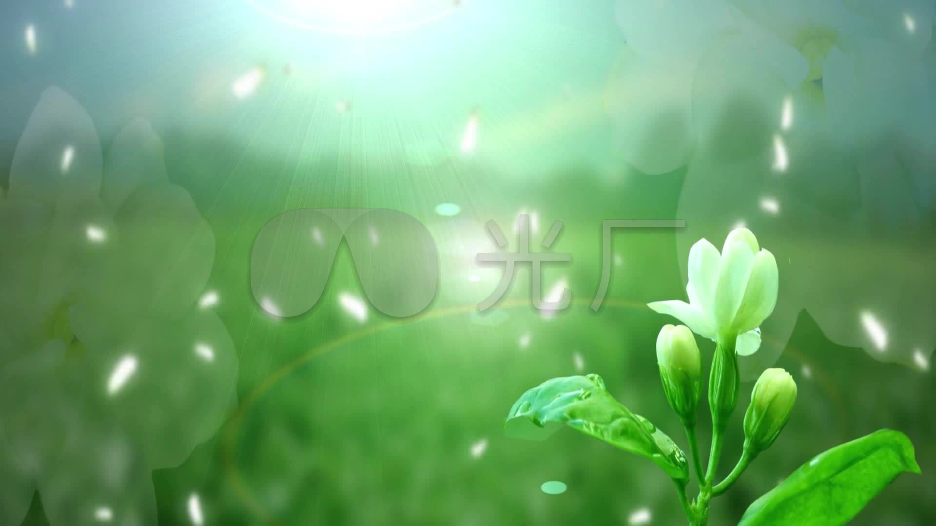 沉醉茉莉花_1920x1080_高清视频素材下载(编号:1305449)_舞台背景_vj
