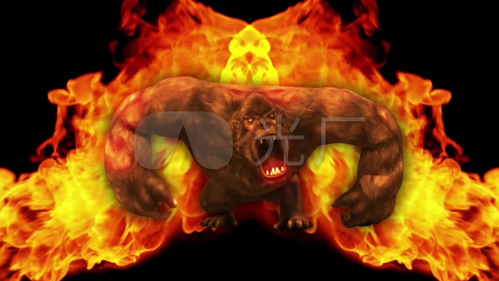 百大的暴怒猩猩kingkong_1920x1080_高清视频素材下载