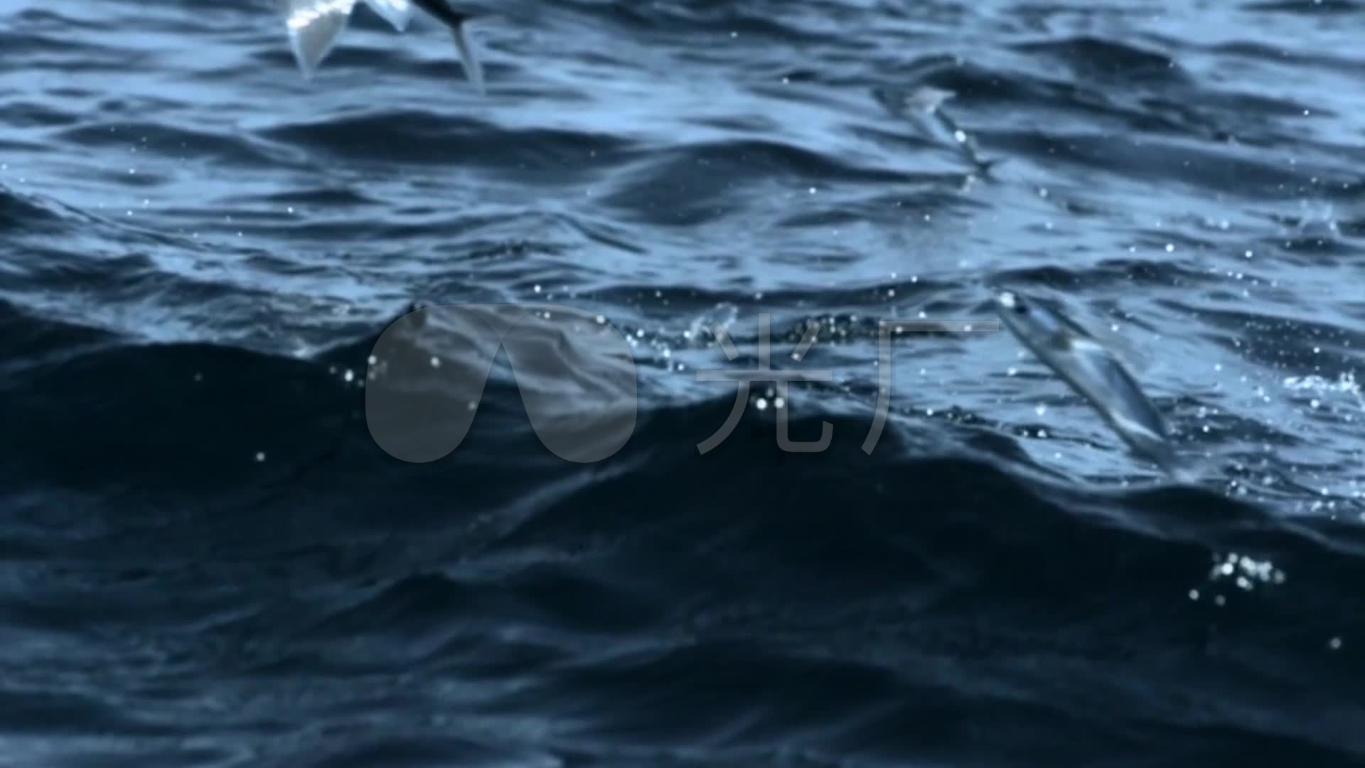 飞鱼飞行滑翔特写镜头_海鱼类_海洋生物_192