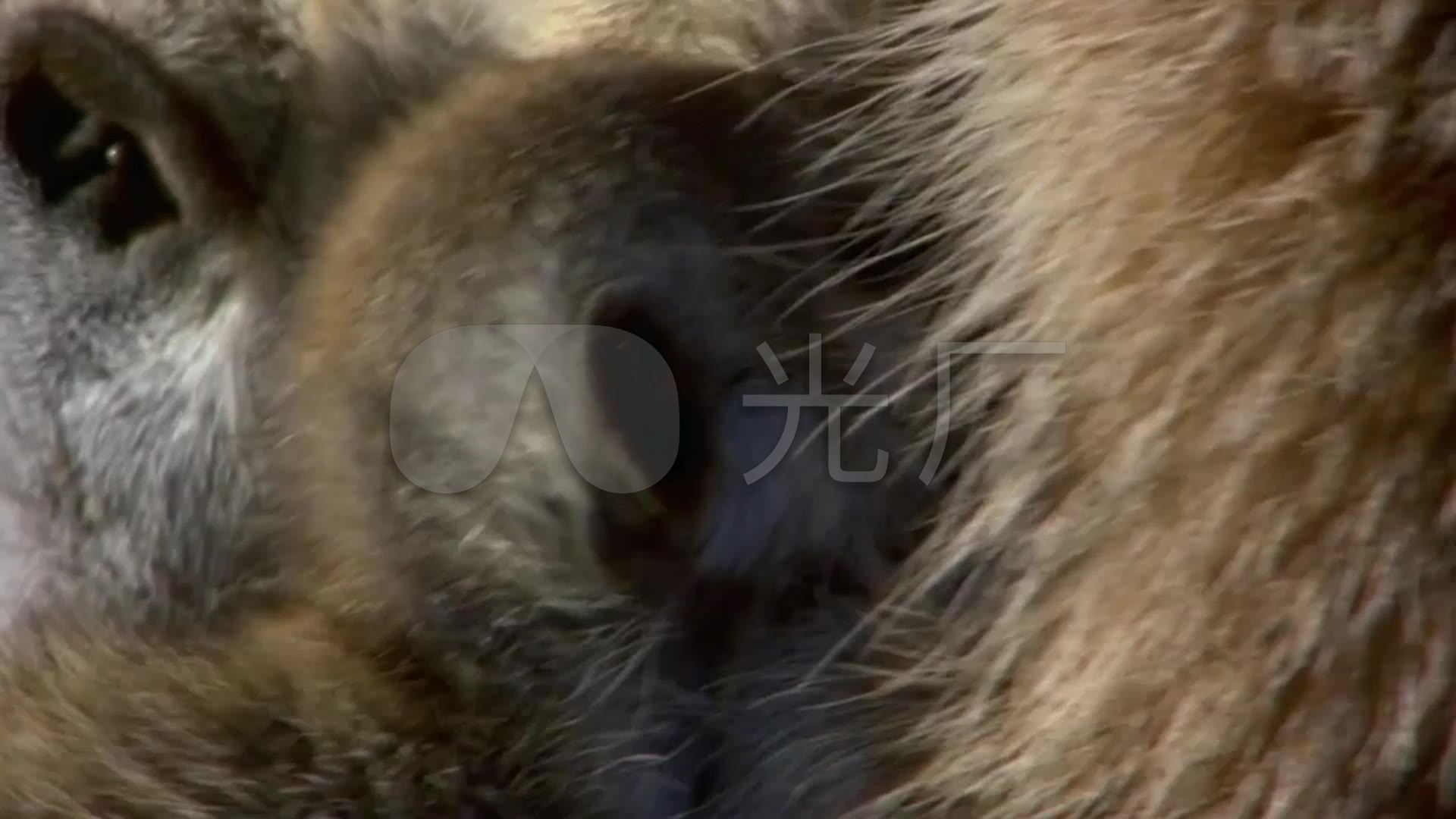 猫鼬_蒙哥_可爱非洲哺乳动物_穴居群居