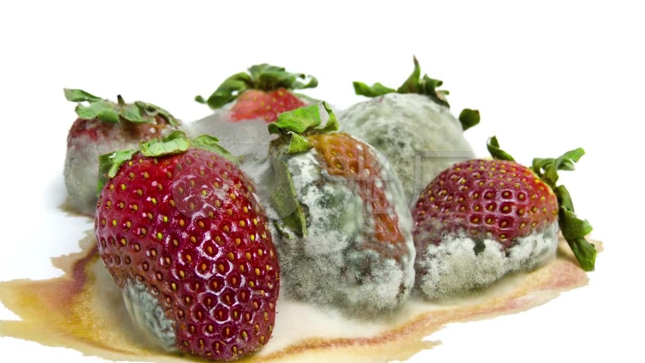 食物草莓腐烂_1280x720_高清视频素材下载(编号:)__vj