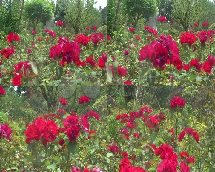 花草 动态花草 花朵 花 花朵实拍 花丛