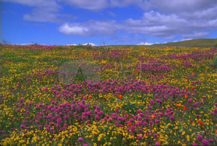 漫山遍野的花朵在微风中晃动_720x486_高清视频素材