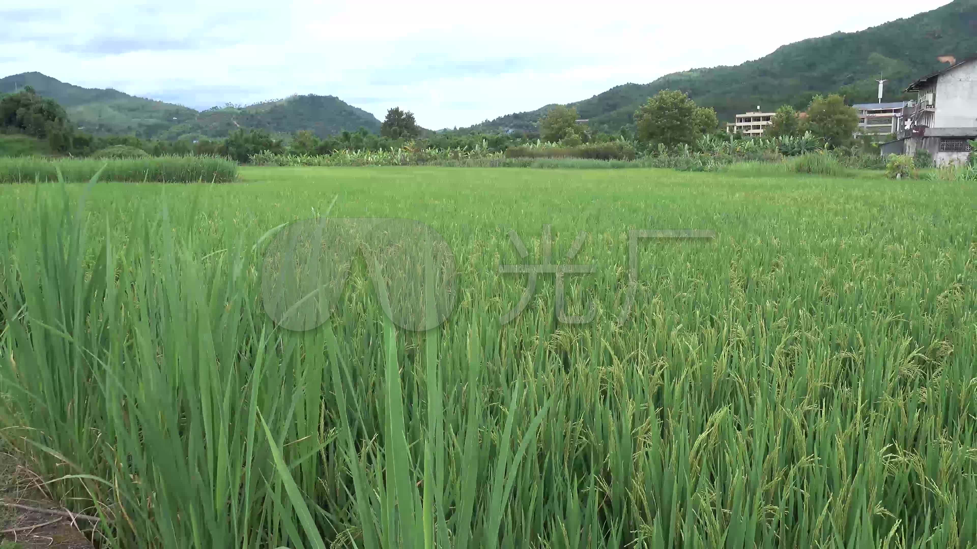 农村田园风光水稻扬花绿色田野丰收4k_3840x2160_高清视频素材下载