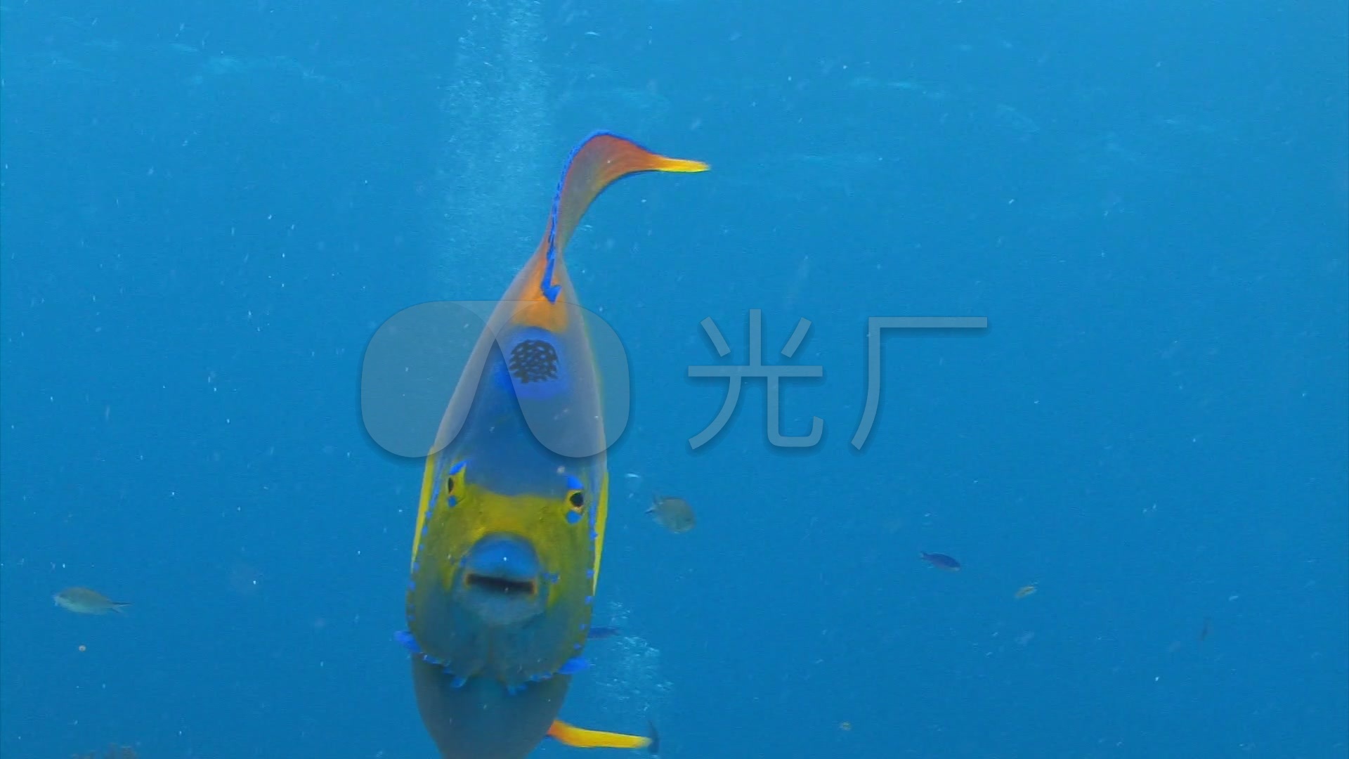 09海底游动的鱼观赏鱼海底海水海