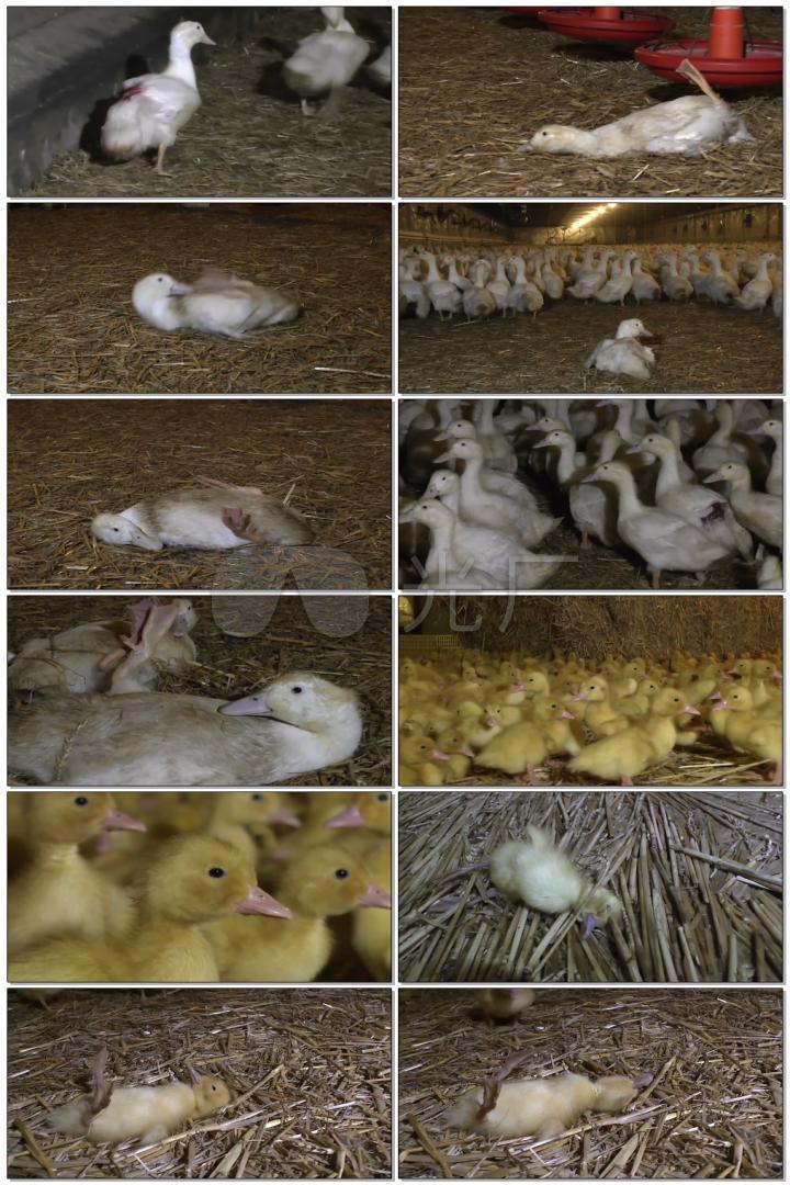 养鸭场家禽畜牧养殖业小鸭子孵化养殖场实拍素材视频素材
