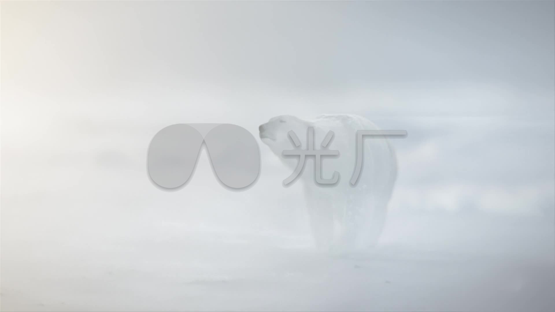 严寒暴风雪中北极熊与雪狼_1920x1080_高清视频素材