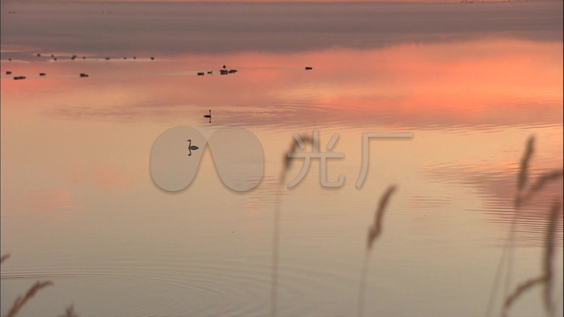 湖畔池塘芦苇夕阳小鸟_1920x1080_高清视频素材下载(编号:1360224)