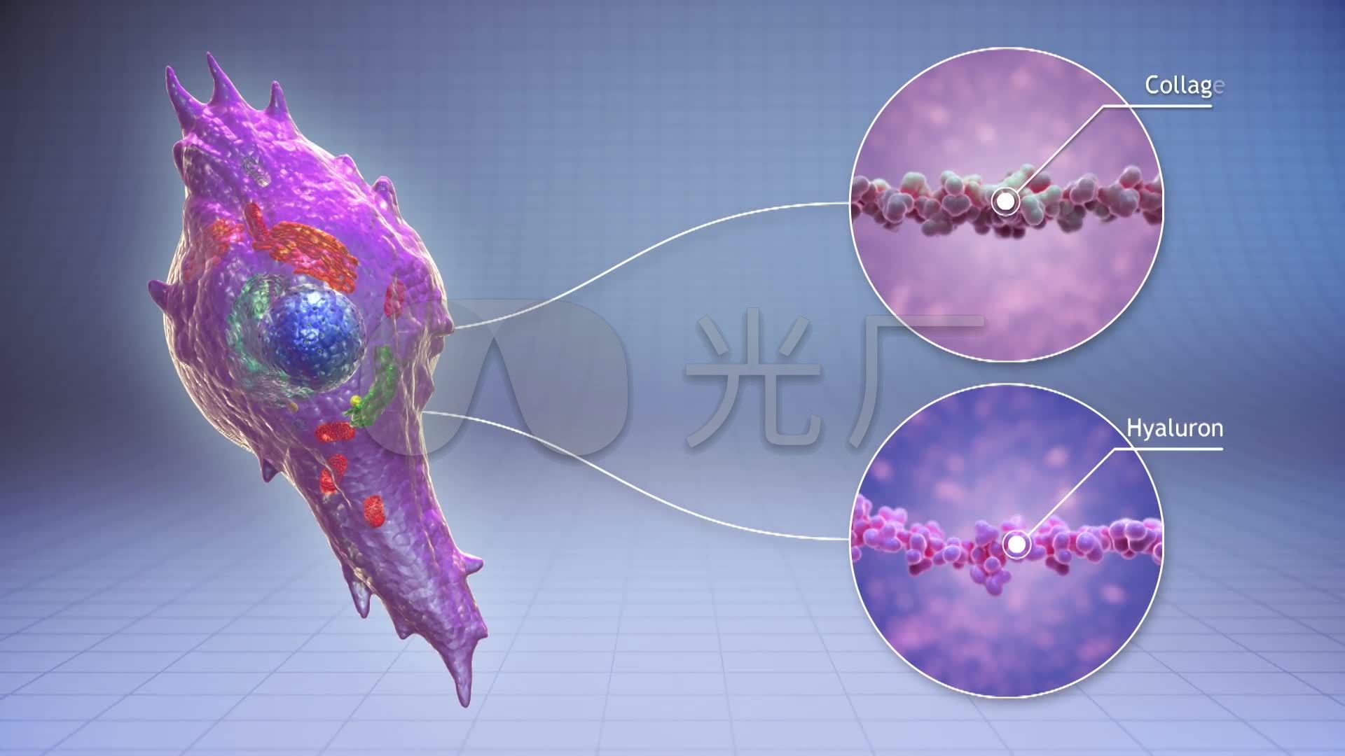 医疗美容3D动画医学研究细胞老化_1920X108