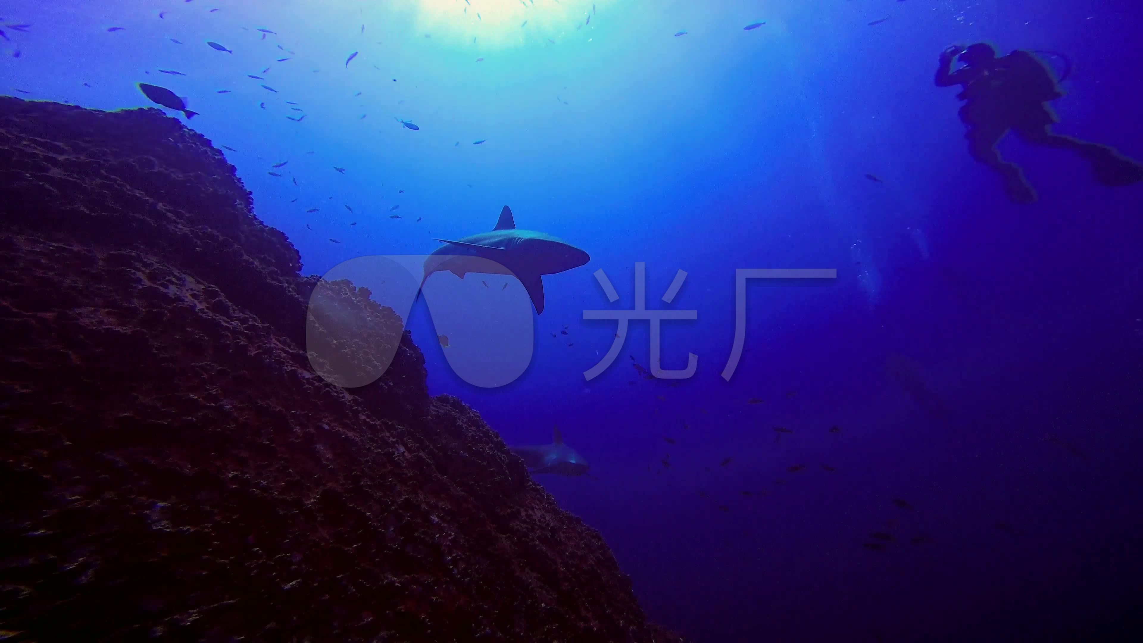 4k高清实拍海洋水底潜水员鲨鱼科学生物