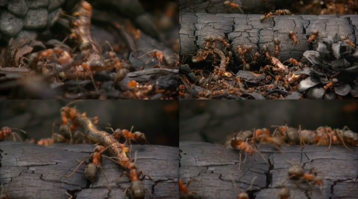 1616-大火灾后的森林蚂蚁搬运死虫