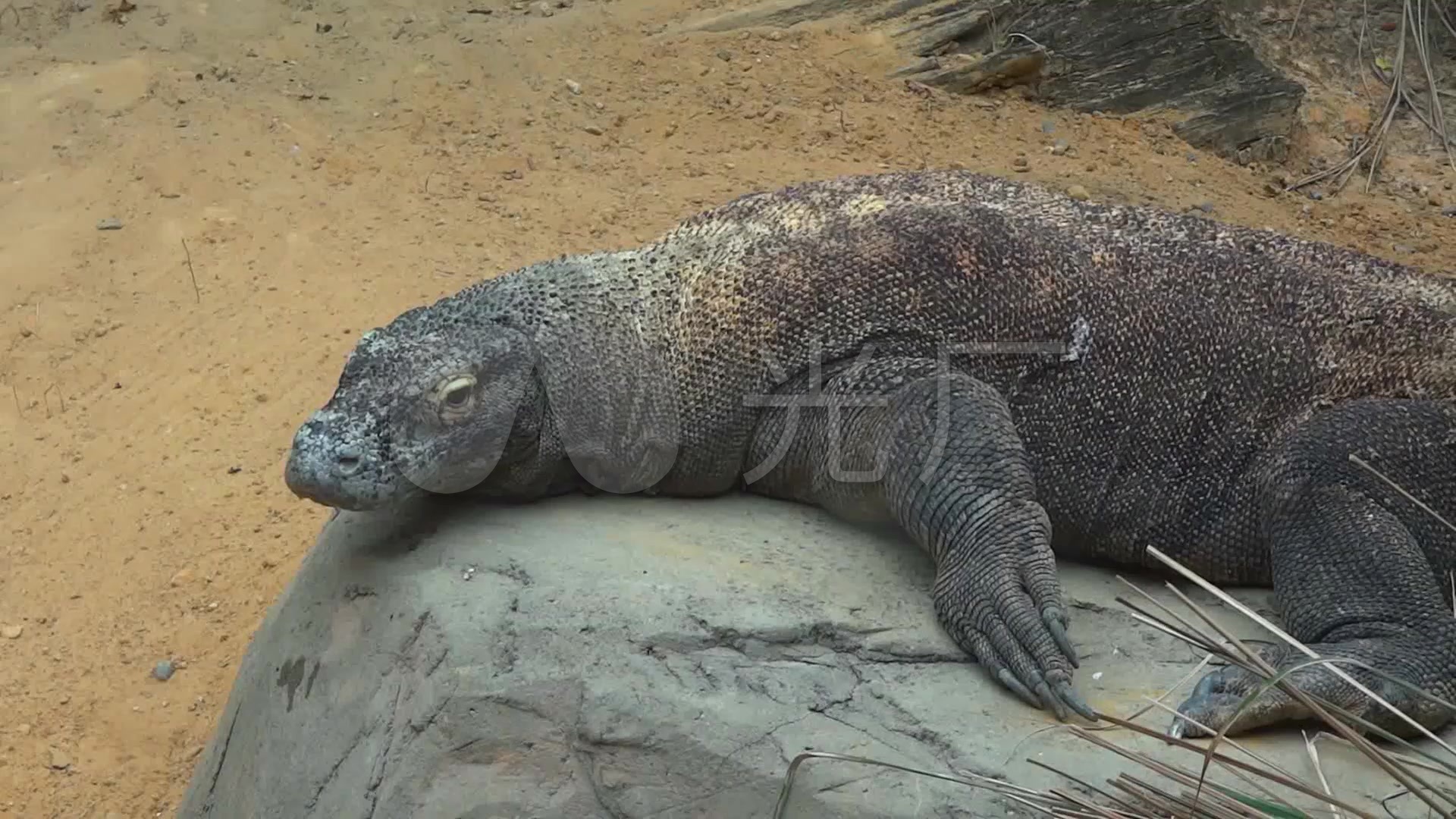 动物园体型庞大科莫多巨蜥蜴慵懒闭眼歇息
