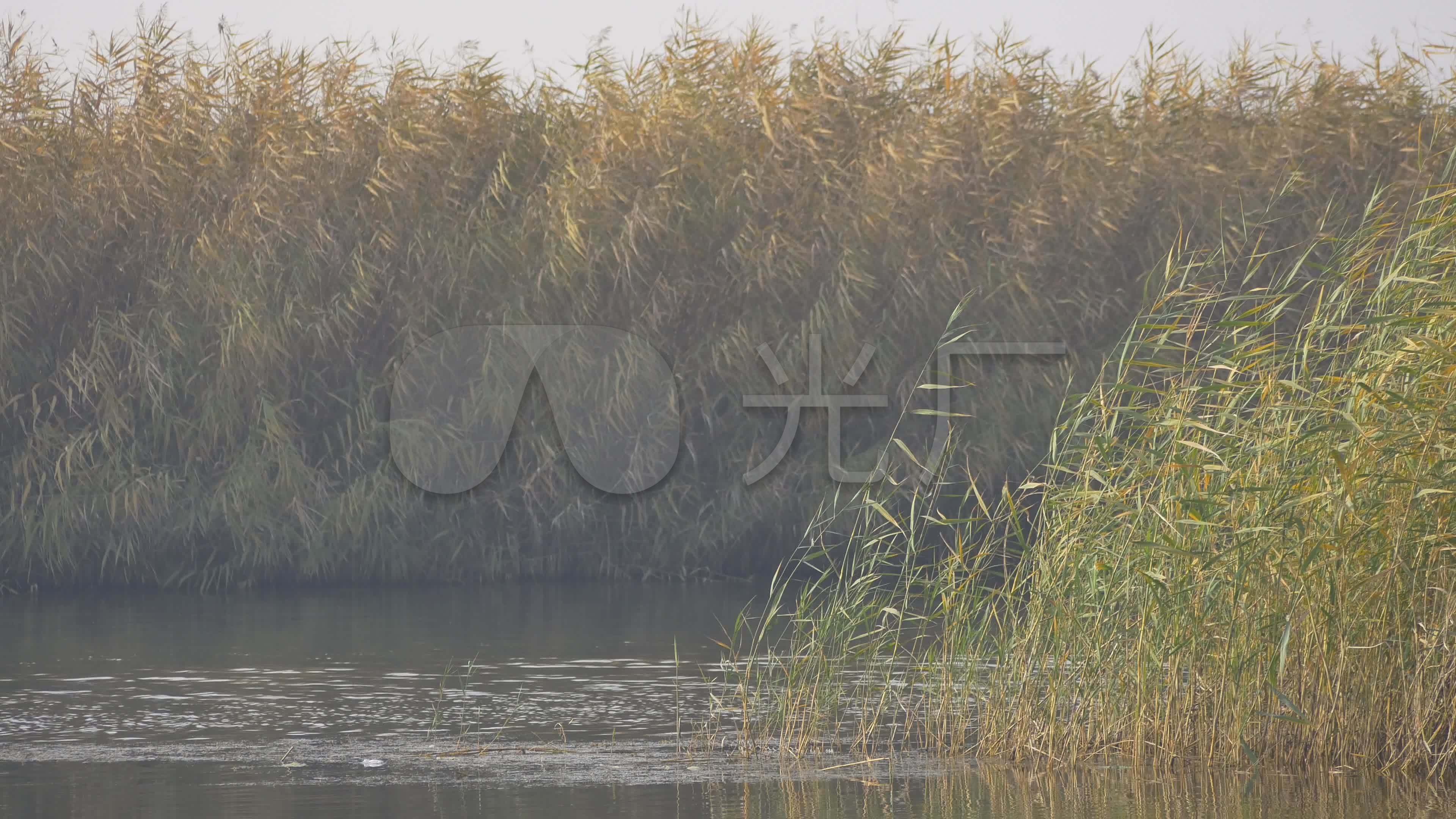 白洋淀芦苇_3840x2160_高清视频素材下载(编号:)_实拍