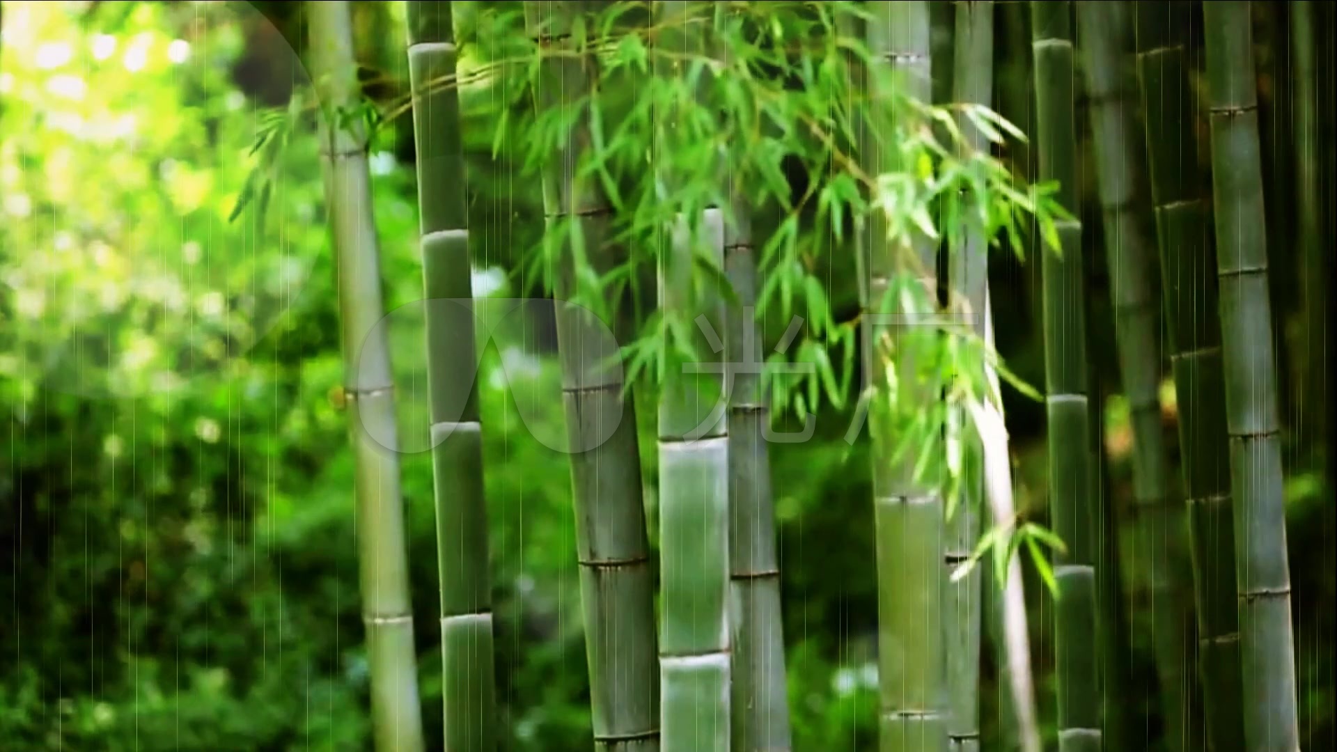 竹林 竹叶 小雨 水滴 蝴蝶 光斑