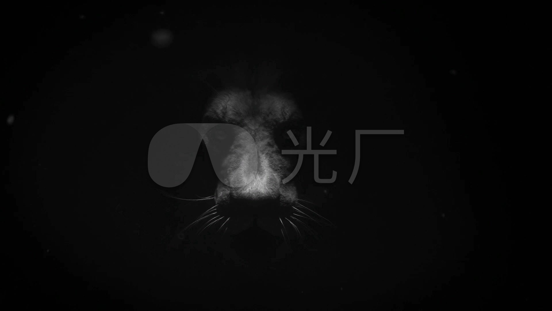 狮子黑白画面唯美森林之王_1920x1080_高清视频素材