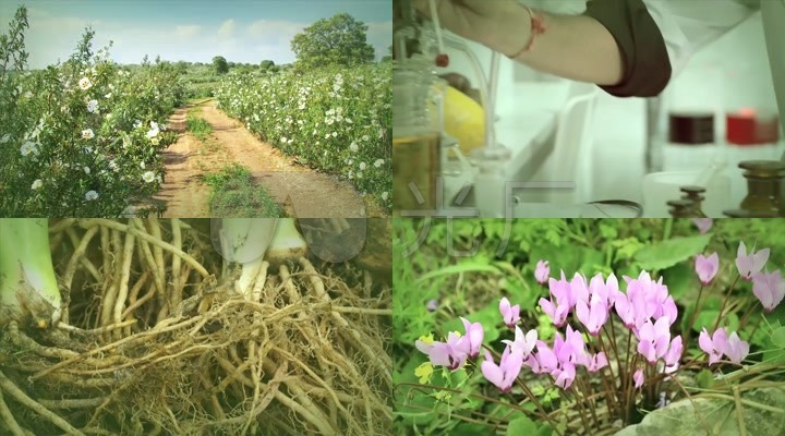 护肤品植物护肤技术科学提炼精华成份