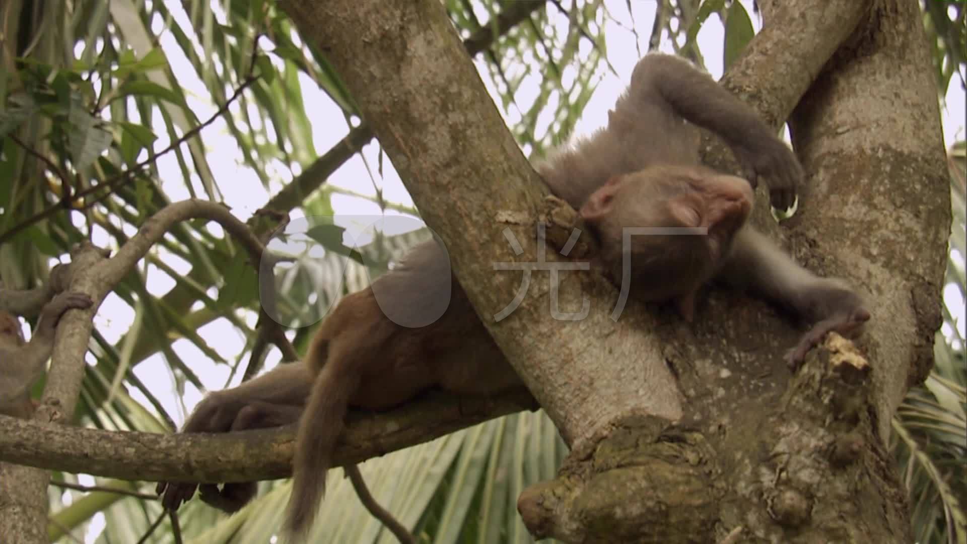 猴子在树上睡觉表情特写小猴