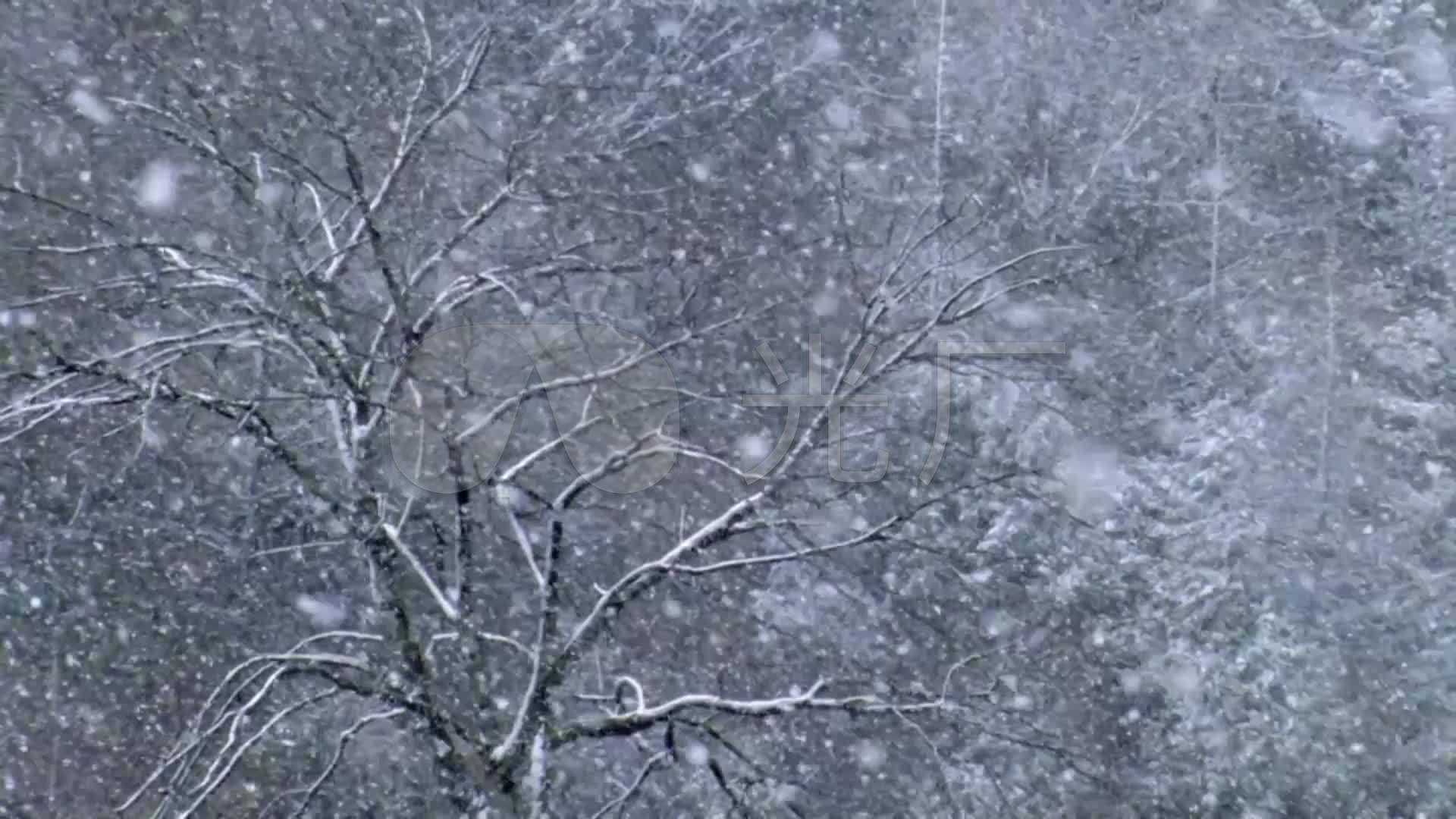鹅毛大雪纷飞的树林_下雪视频素材_雪花飘_1920x1080