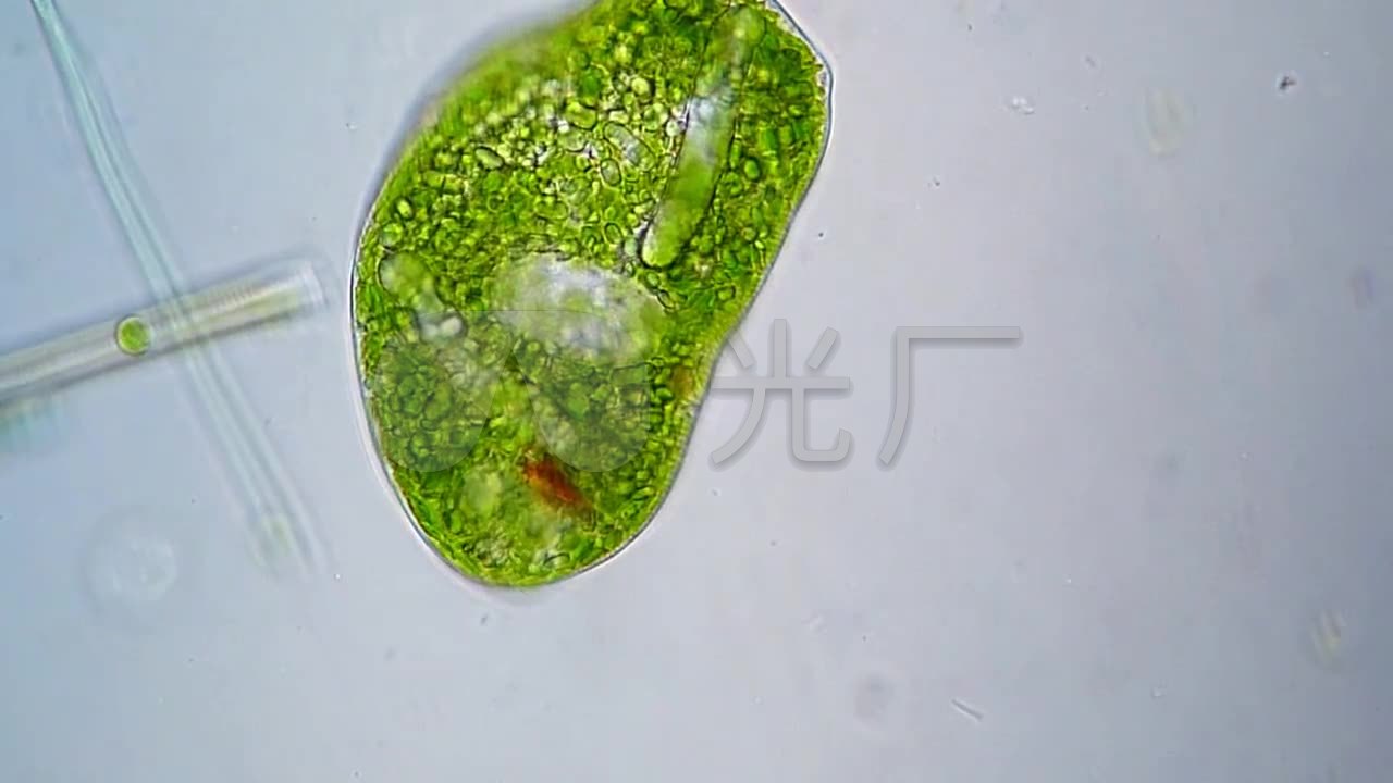 藻类真菌菌种微生物显微镜微观世_1280x720_高清视频