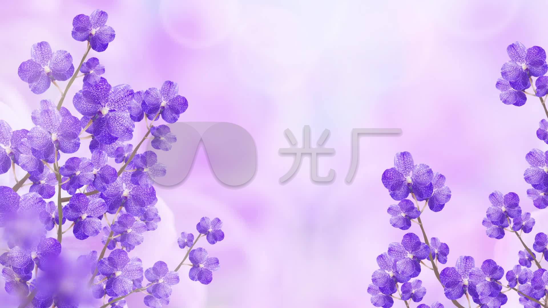 唯美紫色花朵浪漫背景系列_1920x1080_高清视频素材
