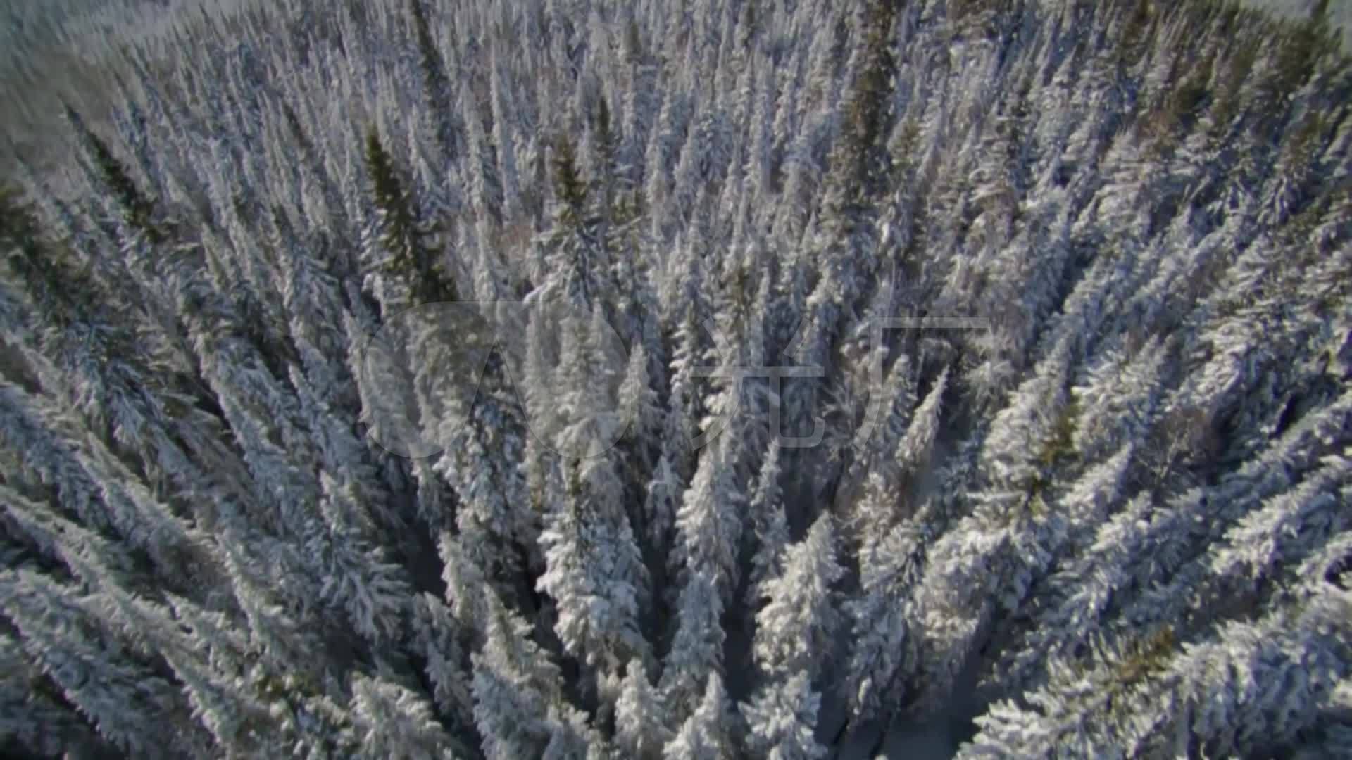 航拍针叶林_松树林_寒带加拿大松_1920x1080_高清视频