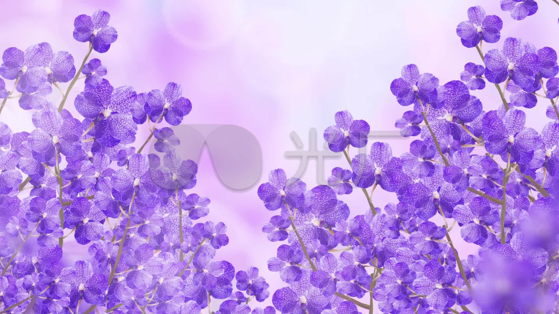 唯美紫色花朵浪漫背景系列_1920x1080_高清视频素材