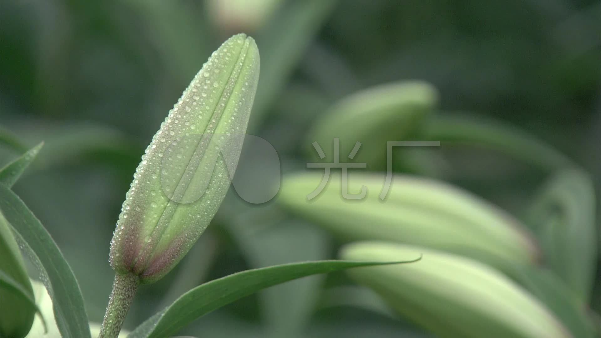 百合花鲜花种植花农花卉花苞花棚_1920x1080_高清视频