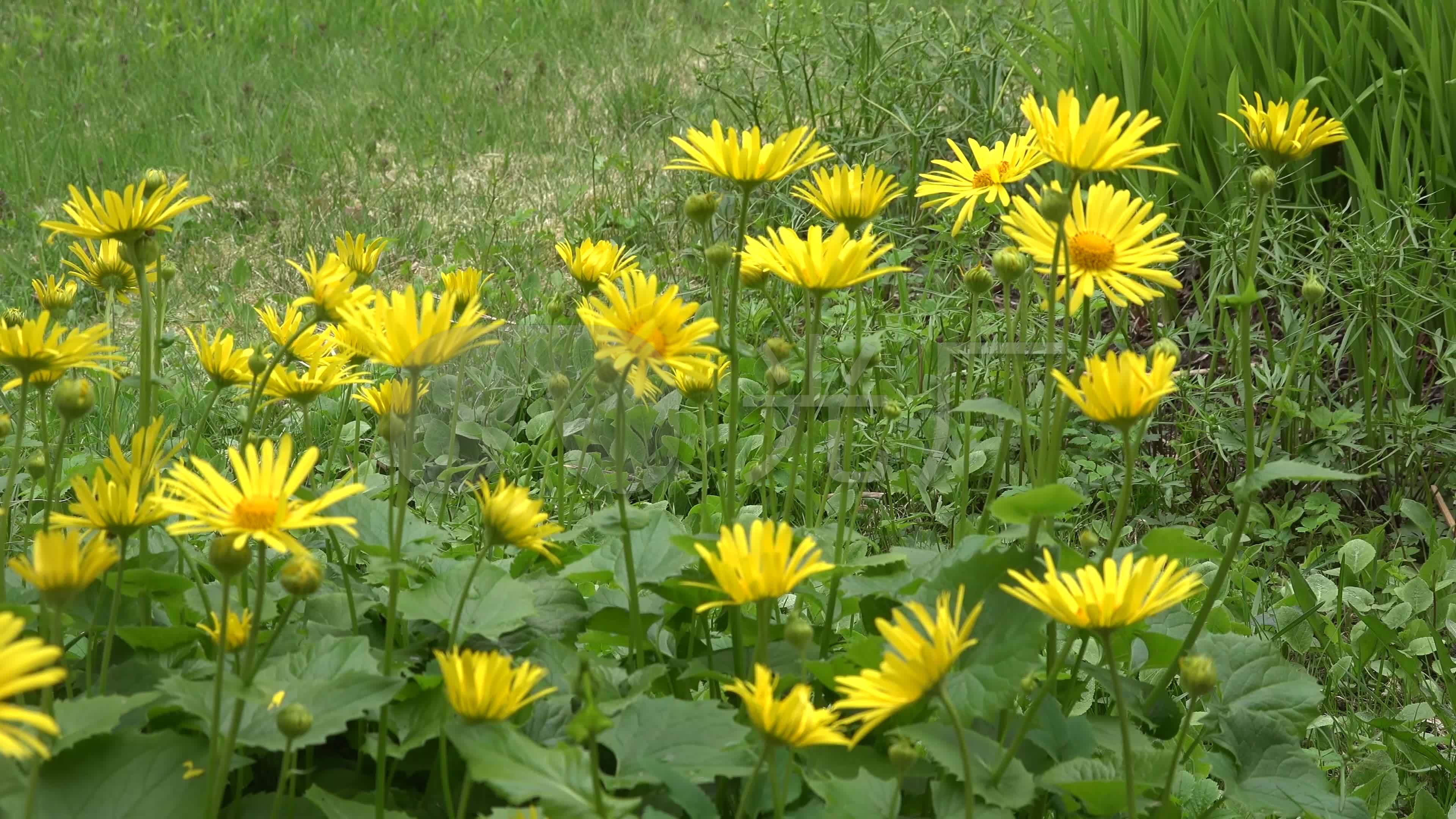 视频素材 实拍视频 自然风景 4k雨中野菊花  来自视频原始文件或预览