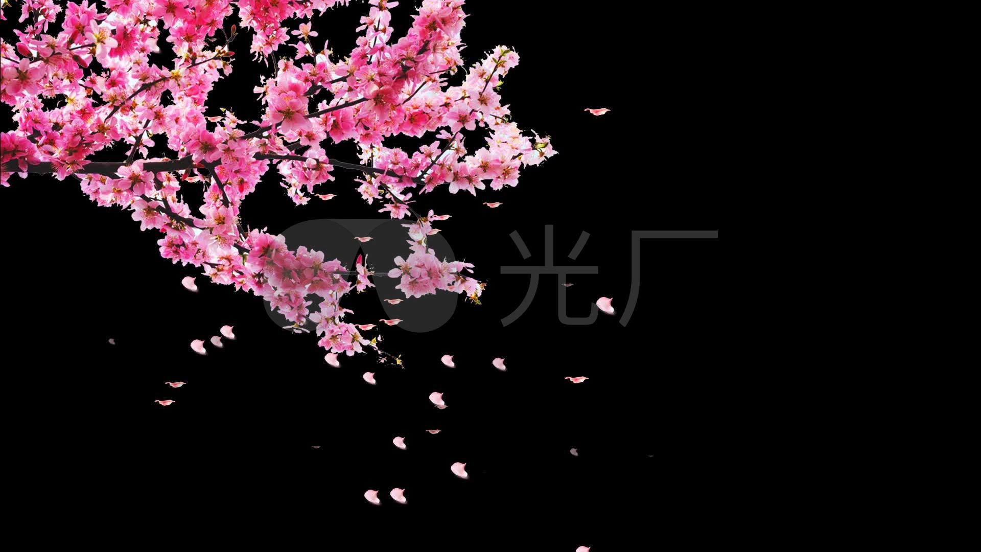 桃花花瓣飘落【带通道】_1920x1080_高清视频素材下载(编号:1393457)