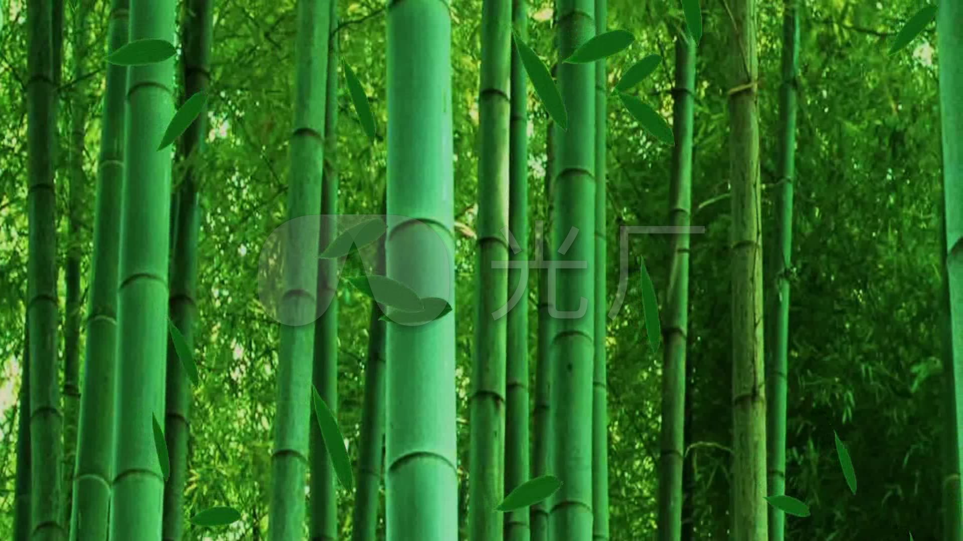 瑜伽舞蹈竹子背景