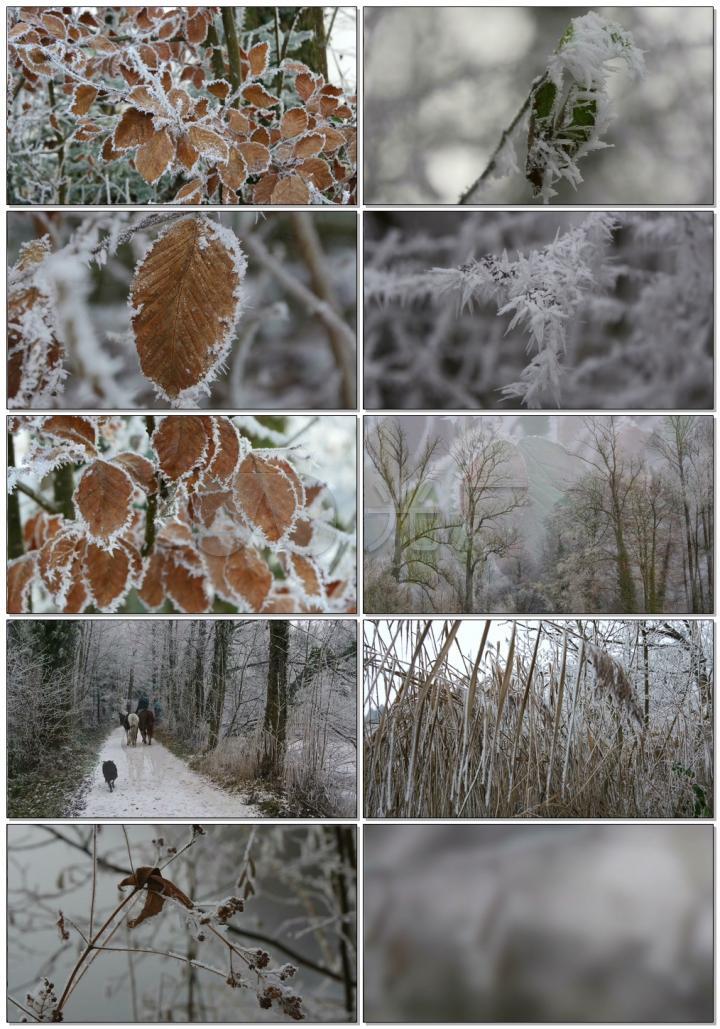 唯美的叶片冰雪冬天树林美景万物蛰伏植物冰冻寒冷气候雪后森林美景树