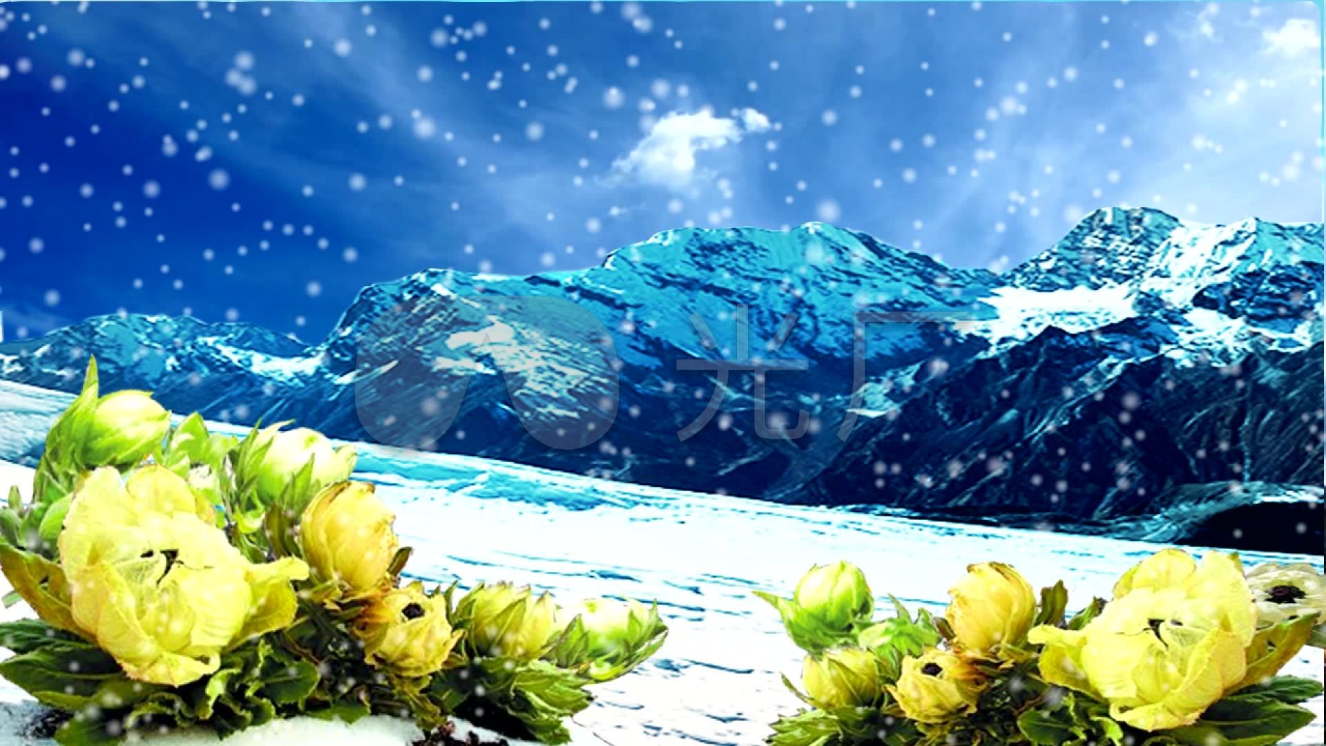 雪莲花开_1920x1080_高清视频素材下载(编号:1405598)_舞台背景_vj师