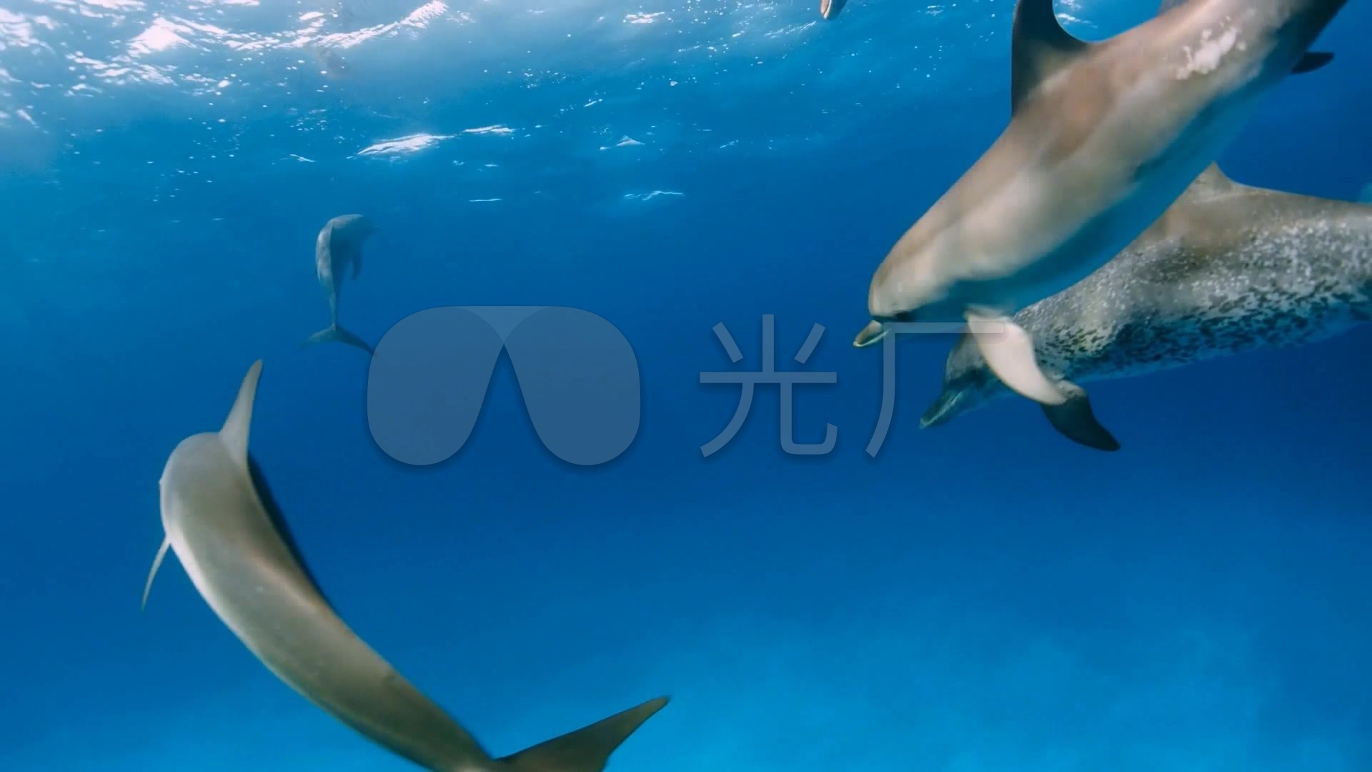 海豚视频素材大鱼海棠主题歌成品MV_1920X1
