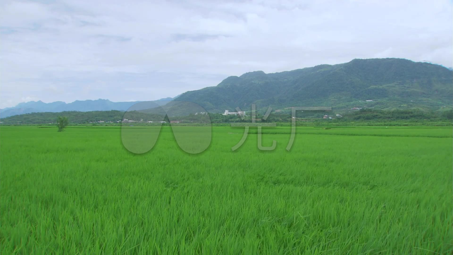 绿油油的稻田 风吹稻浪 田野田园