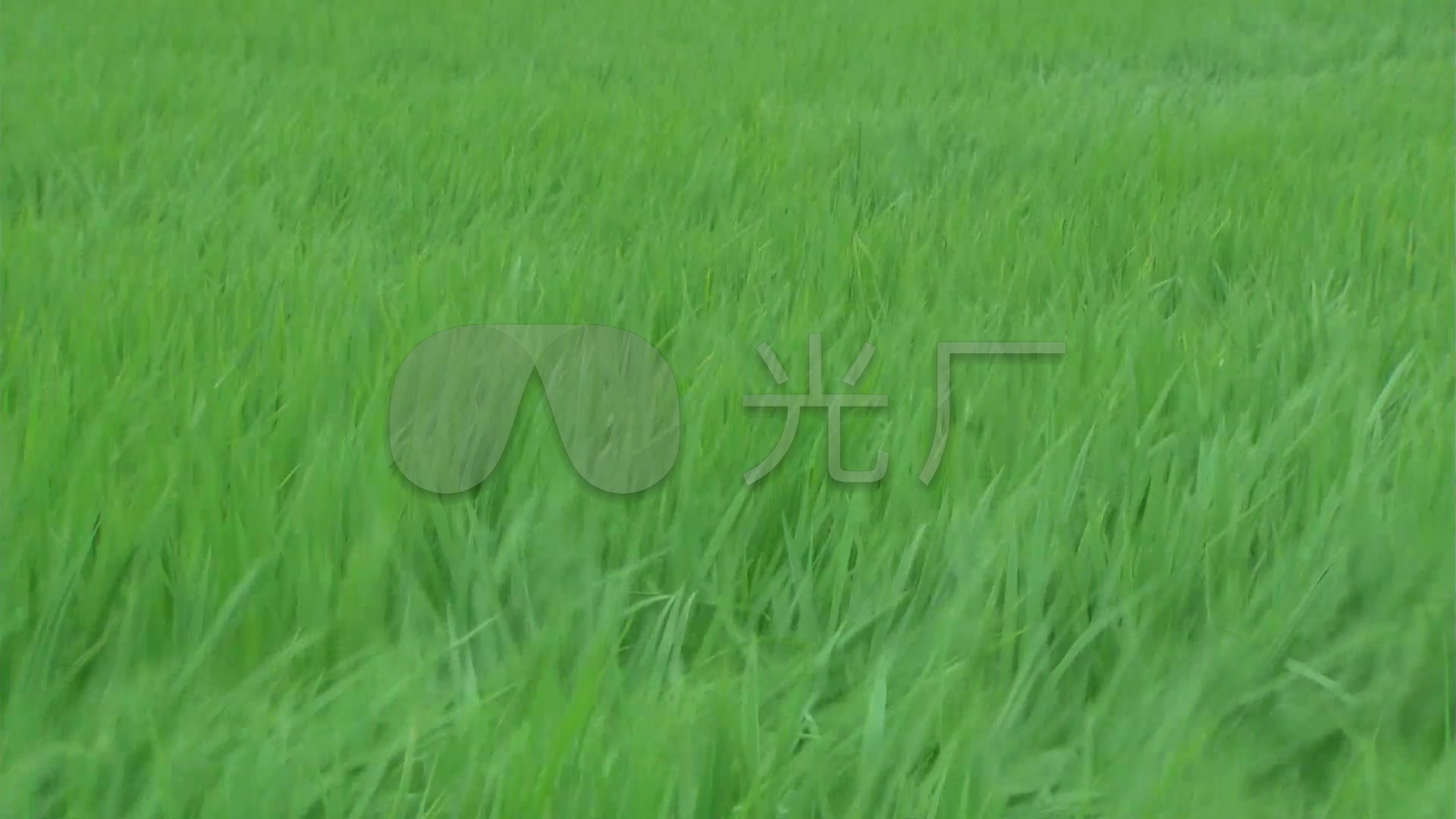 绿油油的稻田 风吹稻浪 田野田园