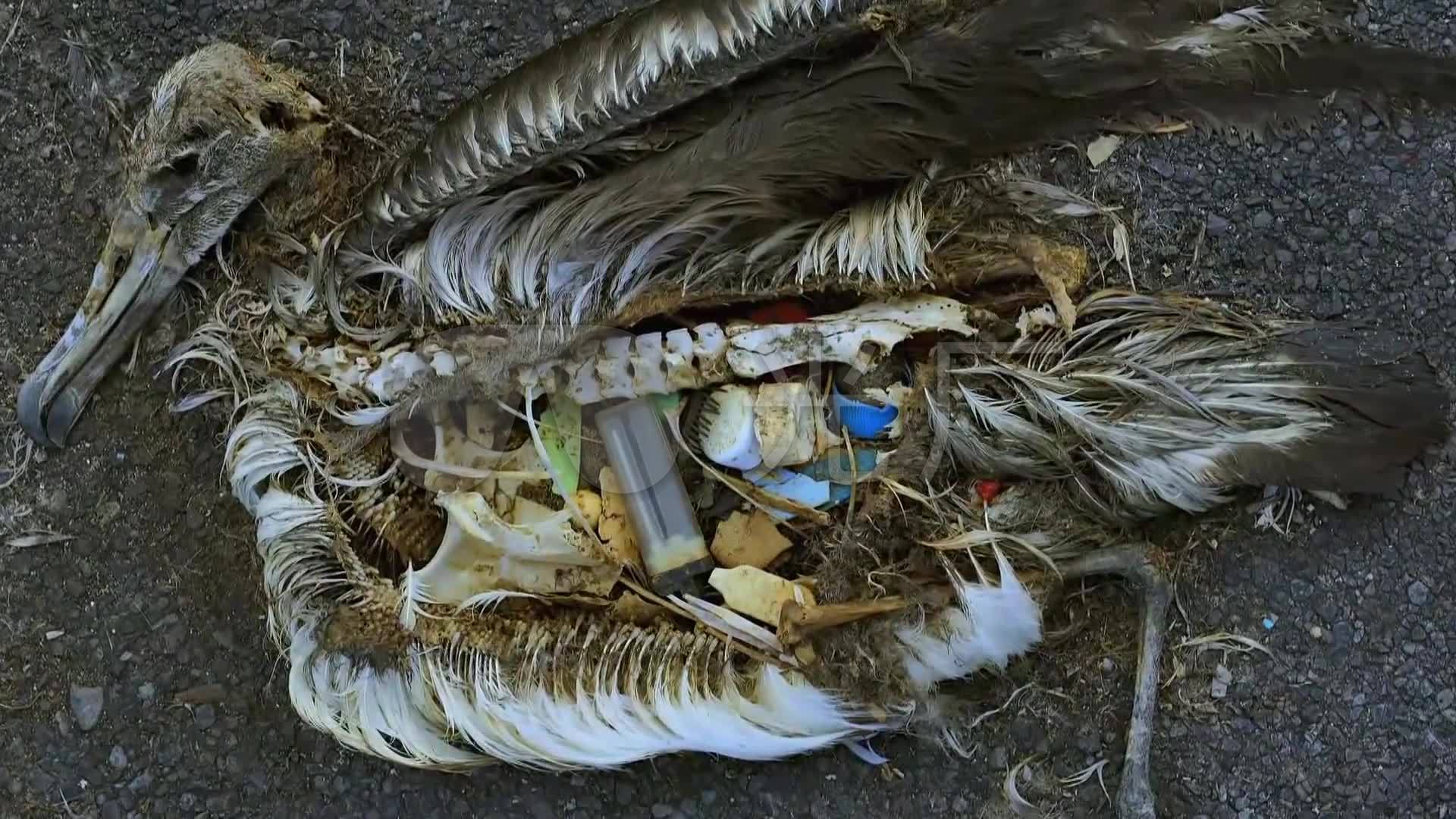 环境污染导致鸟类死亡事件