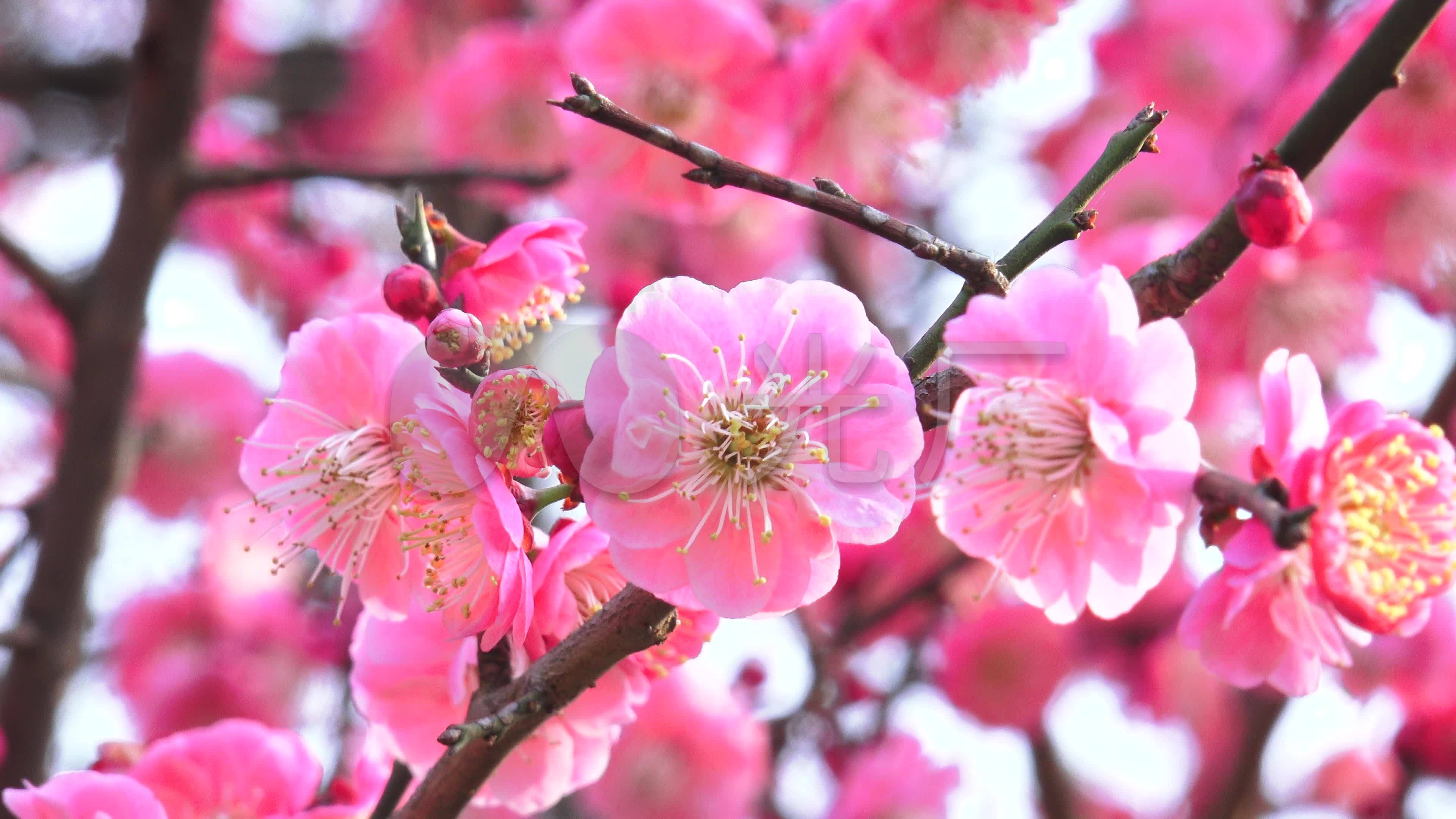 4k实拍梅花开放花朵视频素材_3840x2160_高清视频素材