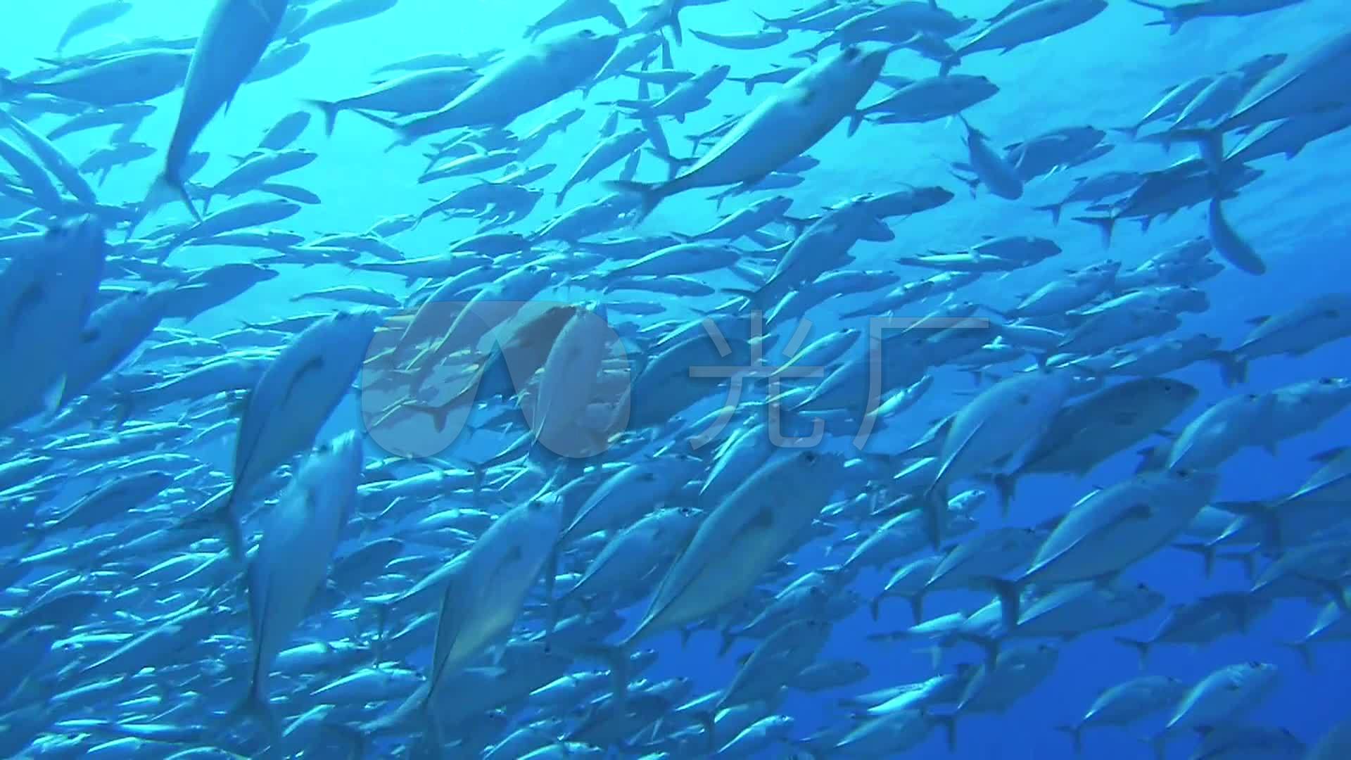 海洋海底世界 成群结队的鱼