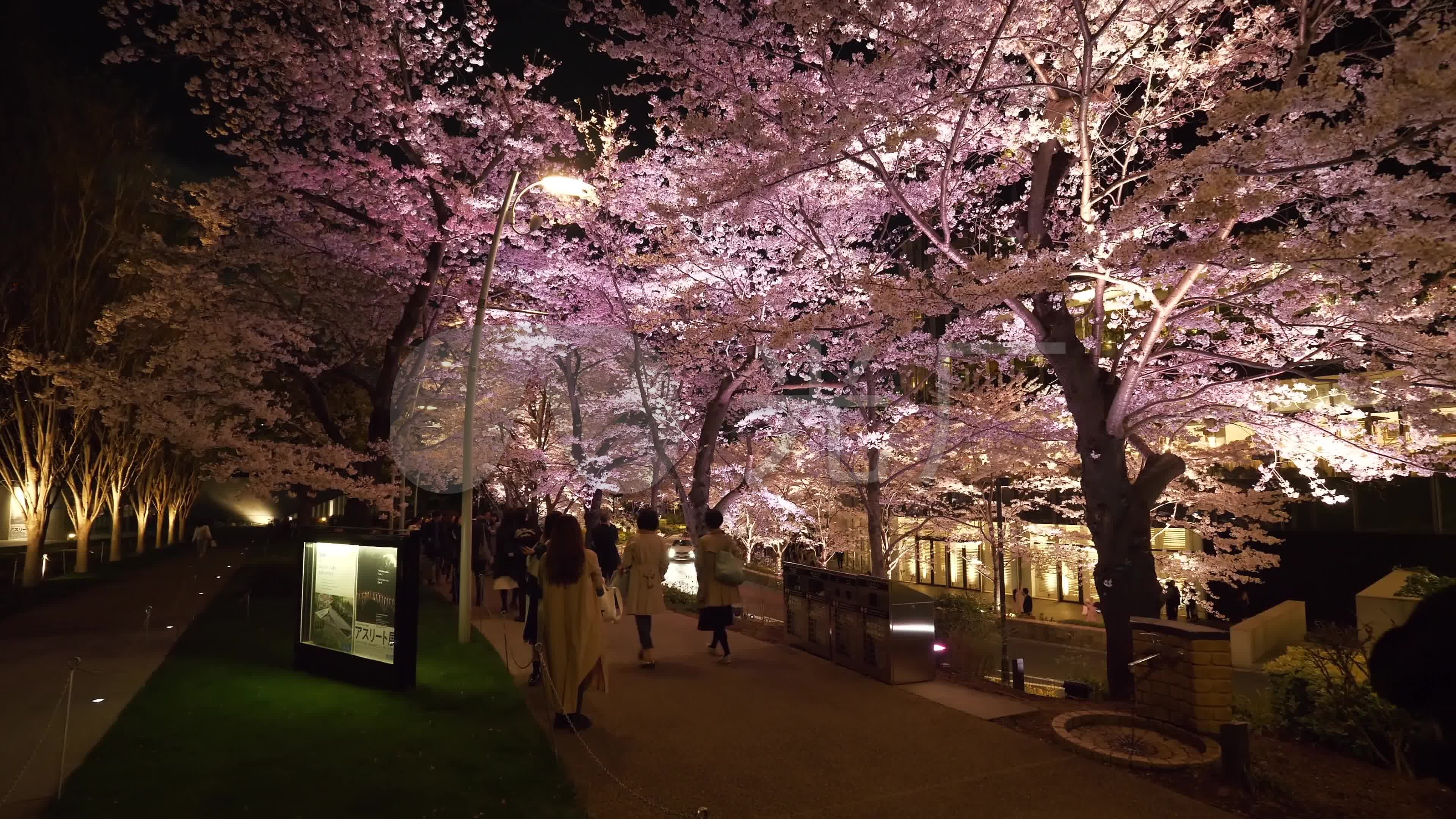 日本樱花的夜景4k