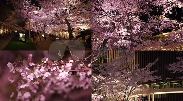 日本樱花的夜景