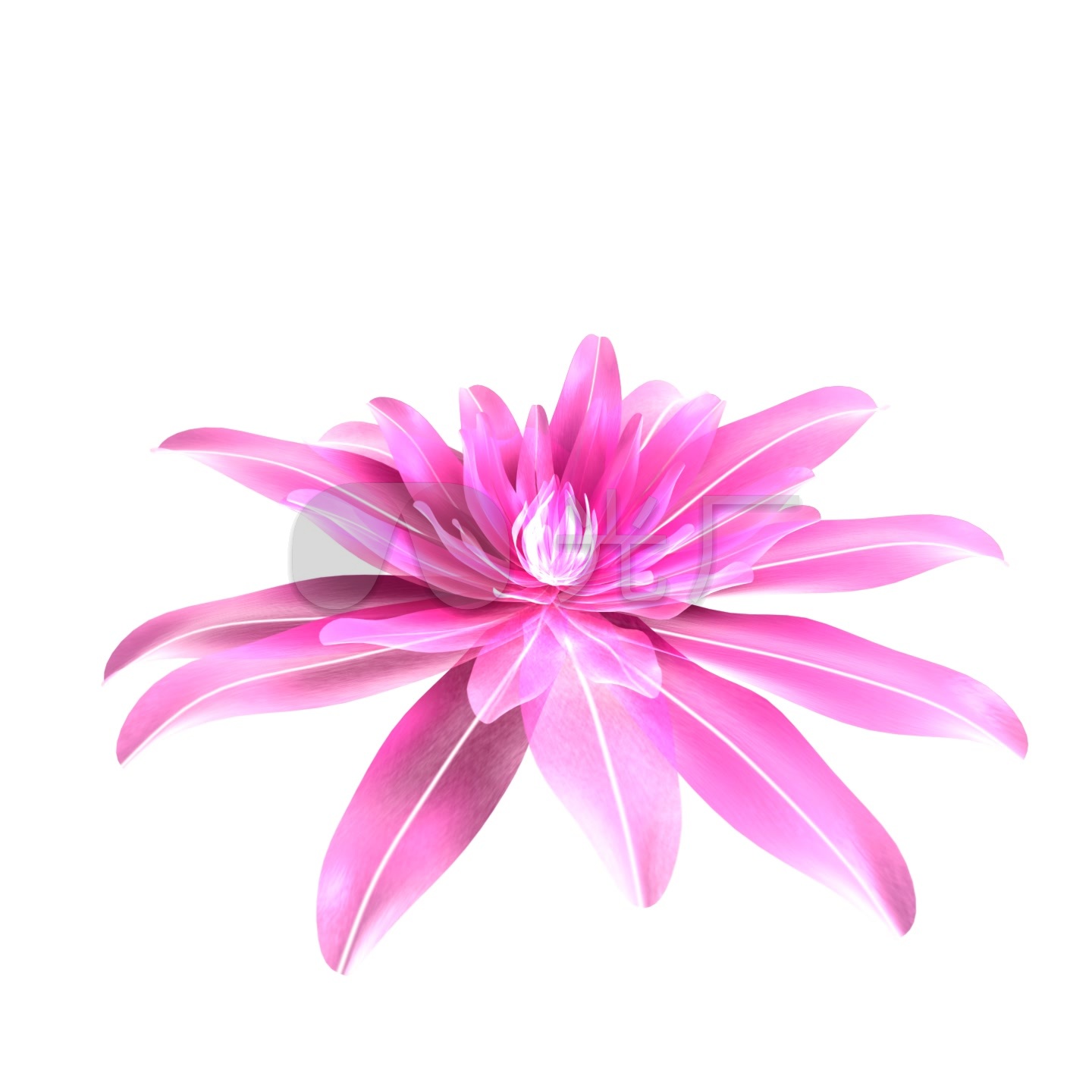 花开素材(透明通道)_1440x1440_高清视频素材下载(:)