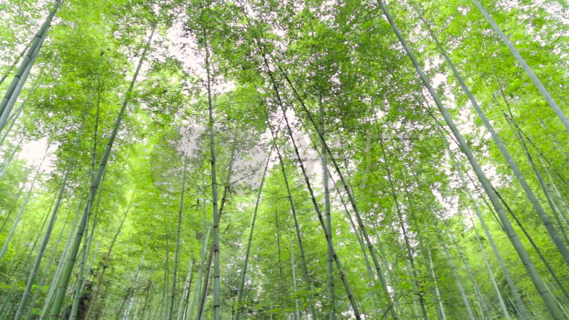 竹林竹子绿竹唯美小清新阳光