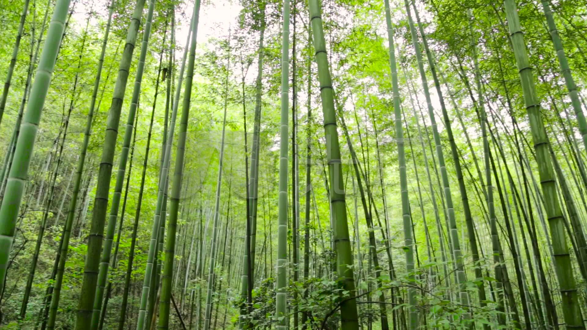 竹林竹子绿竹唯美小清新阳光